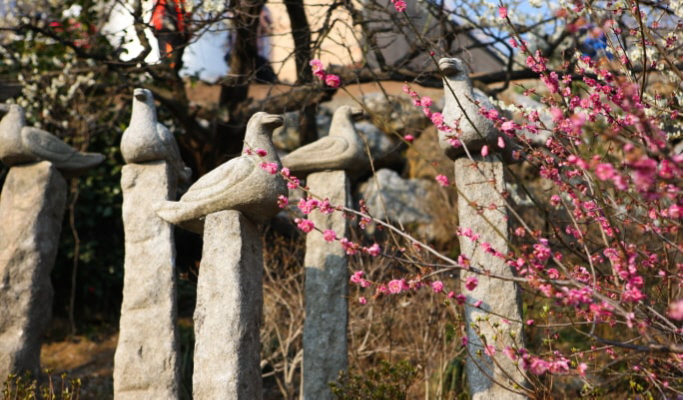 Spring Special: Gwangyang Plum Blossom (Maehwa) Festival & Jeonju Hanok Village 1 Day Tour - from Seoul (Mar 10~21)